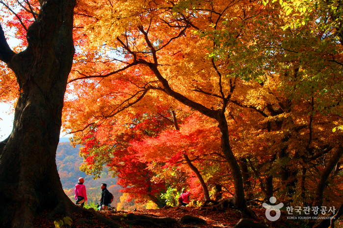 禅云山道立公园(선운산도립공원)
