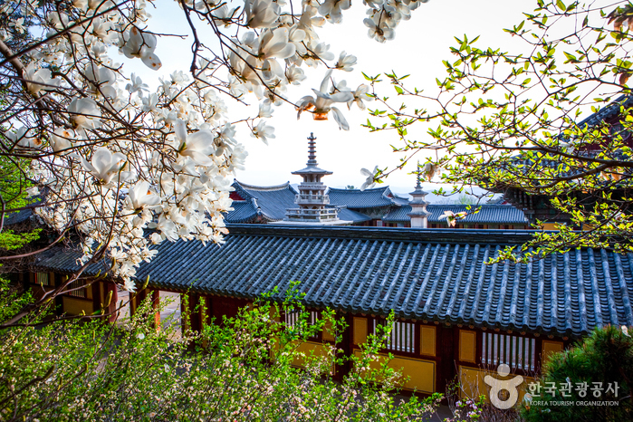 庆州佛国寺[联合国教科文组织世界文化遗产]경주 불국사 [유네스코 세계문화유산])