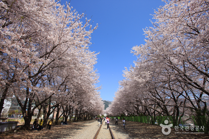 庆和站樱花路(경화역 벚꽃길)
