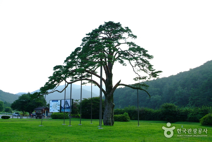 Jeongipum Pine Tree (보은 속리 정이품송)