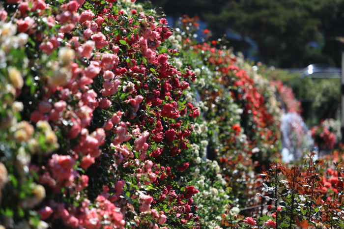 Gokseong International Rose Festival (곡성 세계장미축제)