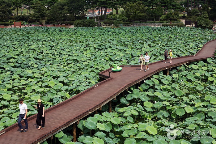 Muan Hoesan White Lotus Pond (무안회산백련지)