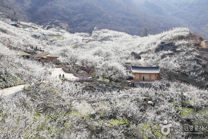 Gwangyang Maehwa Village (광양 매화마을)