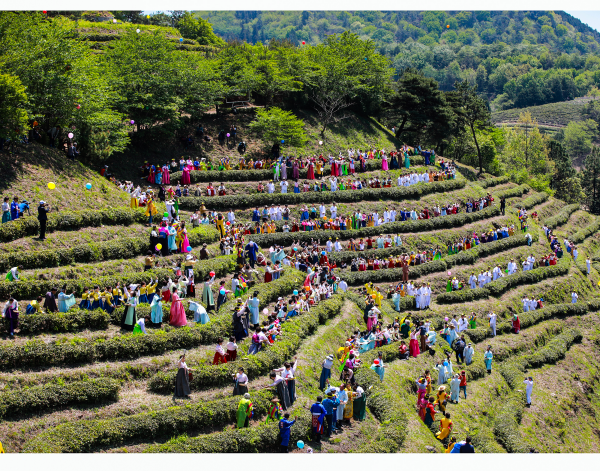 Canceled: Boseong Aromatic Tea Festival (보성다향대축제) Canceled: Boseong Aromatic Tea Festival (보성다향대축제)