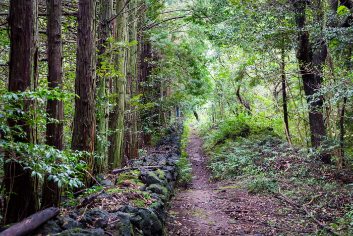 Gosalli Forest Trail (고살리 숲길)