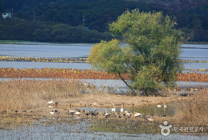 Junam Reservoir - Habitat for migratory birds (주남저수지 (철새도래지))
