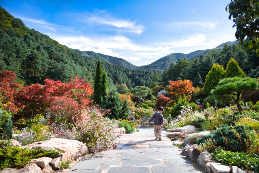 Chrysanthemum Exhibition of The Garden of Morning Calm (아침고요수목원 들국화전시회)