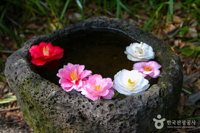 Camellia Hill (카멜리아힐)