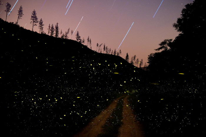 Banditburi Village (Firefly Village) (반딧불이 마을) Banditburi Village (Firefly Village) (반딧불이 마을)