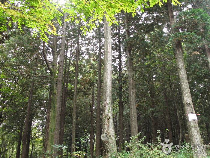 Erholungswald Seogwipo (서귀포자연휴양림) Erholungswald Seogwipo (서귀포자연휴양림)