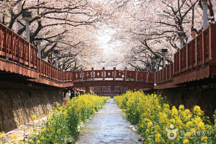 Fluss Yeojwacheon (여좌천(벚꽃명소))