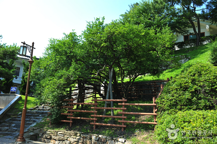 강화 갑곶리 탱자나무 강화 갑곶리 탱자나무