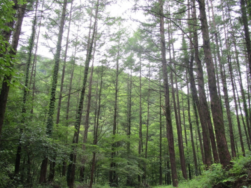 강씨봉 자연휴양림