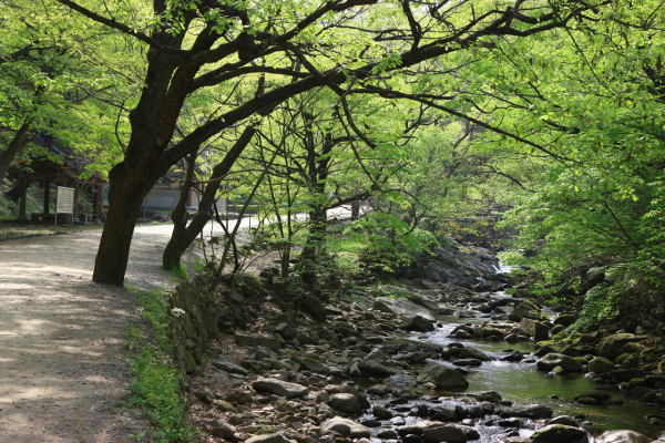 송광사 계곡