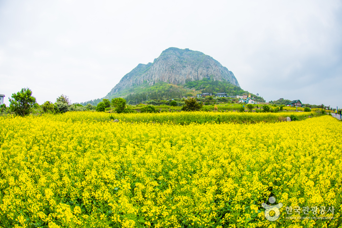 Гора Санбансан на острове Чечжу (산방산 (제주))