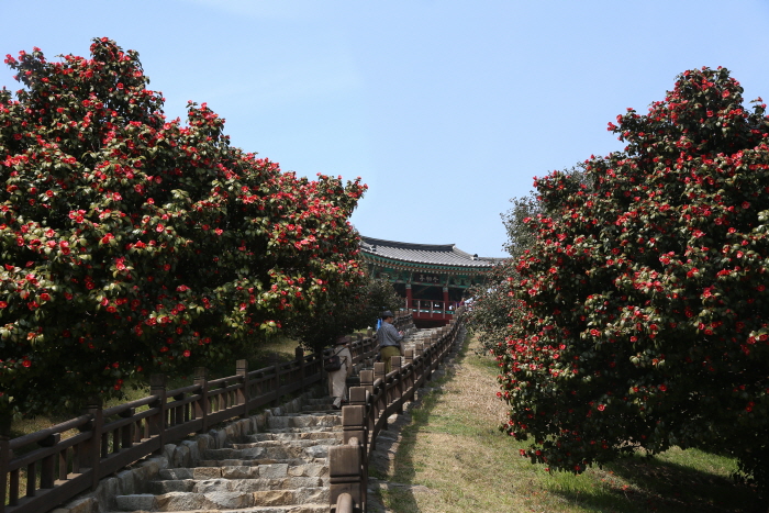 Bosque de Camelias Maryang-ri de Seocheon (서천 마량리 동백나무 숲) Bosque de Camelias Maryang-ri de Seocheon (서천 마량리 동백나무 숲)